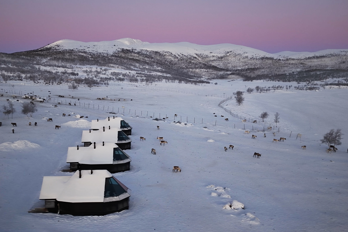Aerial view of glass igloo cabins beside a reindeer herd at Arctic Land Adventure in Kilpisjärvi at dusk.