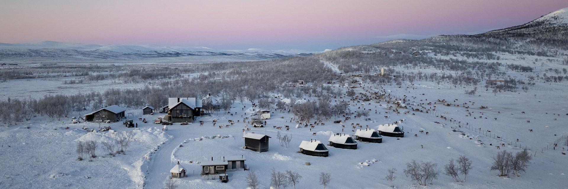 Aerial view of Arctic Land Adventure lodges and a large reindeer herd at dusk in Kilpisjärvi.