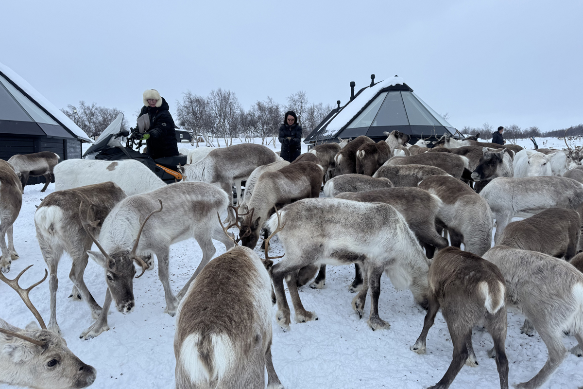Guests stand among a reindeer herd beside glass igloo cabins at Arctic Land Adventure, Kilpisjärvi.