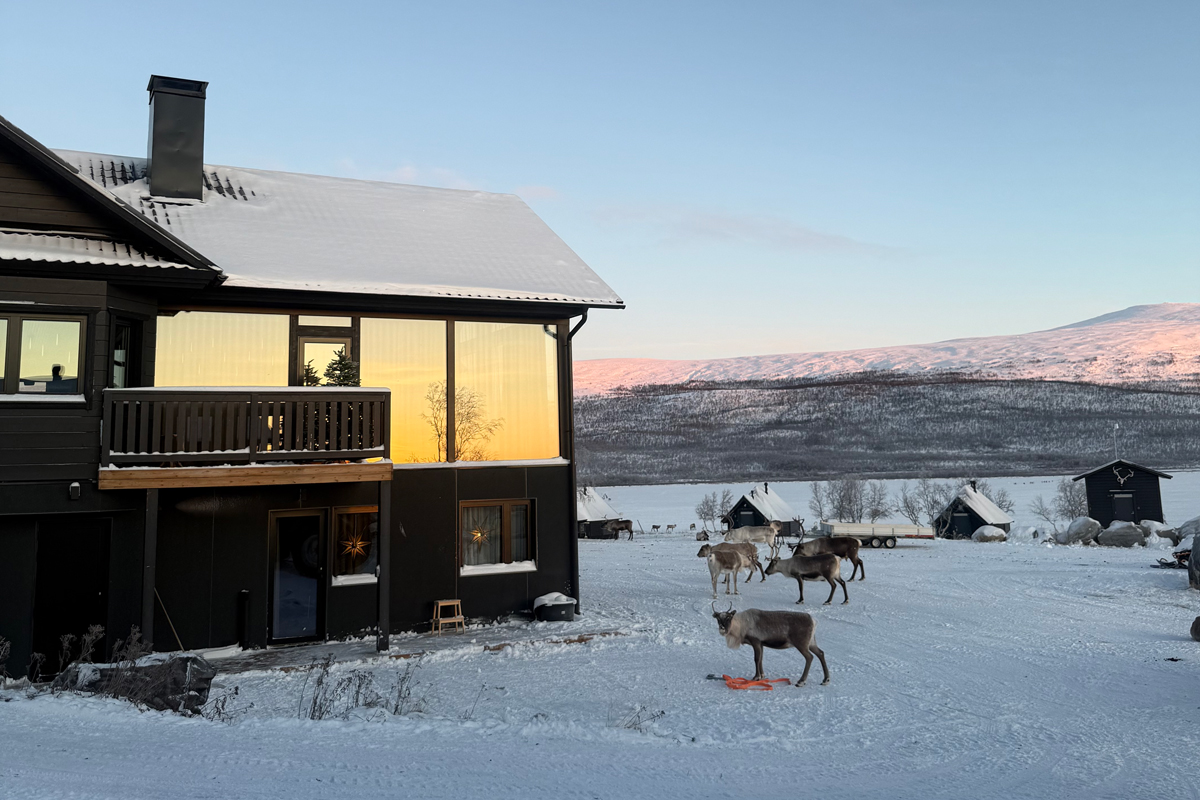 Reindeer graze outside Villa Vasara at sunset, with cabins visible across the snow, Kilpisjärvi.