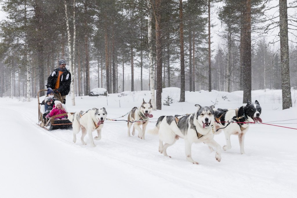 Dog Sledding with Huskies Kids Favorite Activity in Lapland