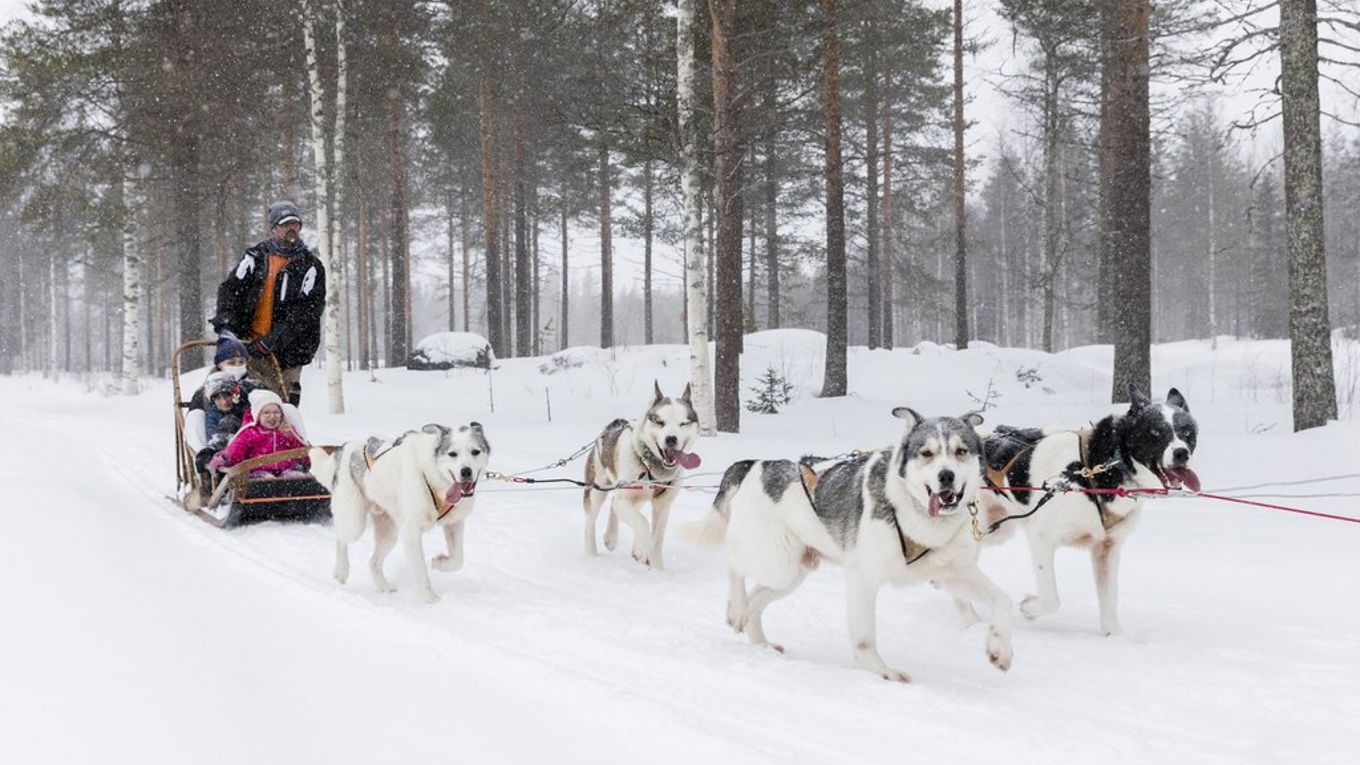 Dog Sledding with Huskies Kids Favorite Activity in Lapland