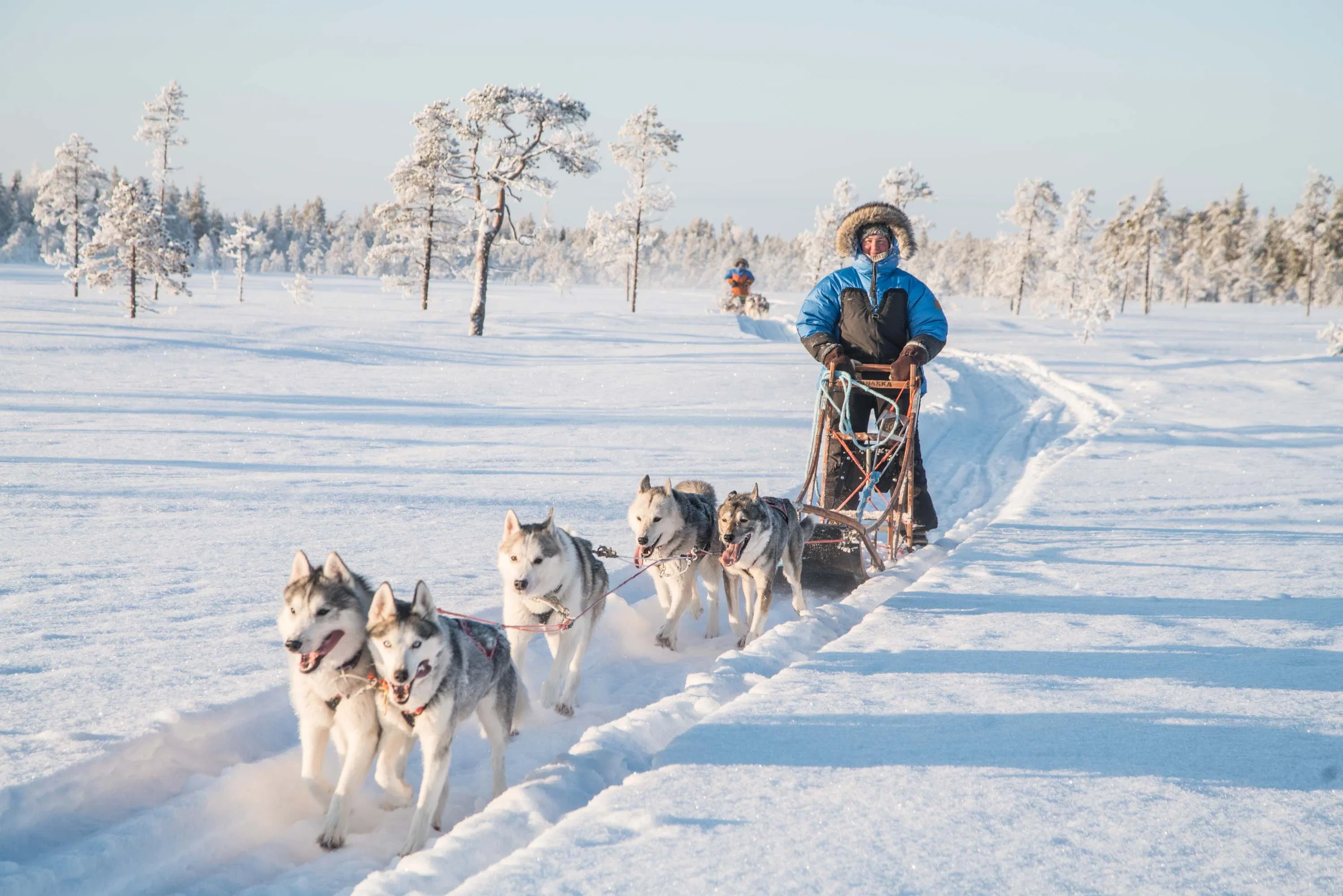 Husky Dog Sledding in the middle of a frozen landscape near Rovaniemi in Lapland