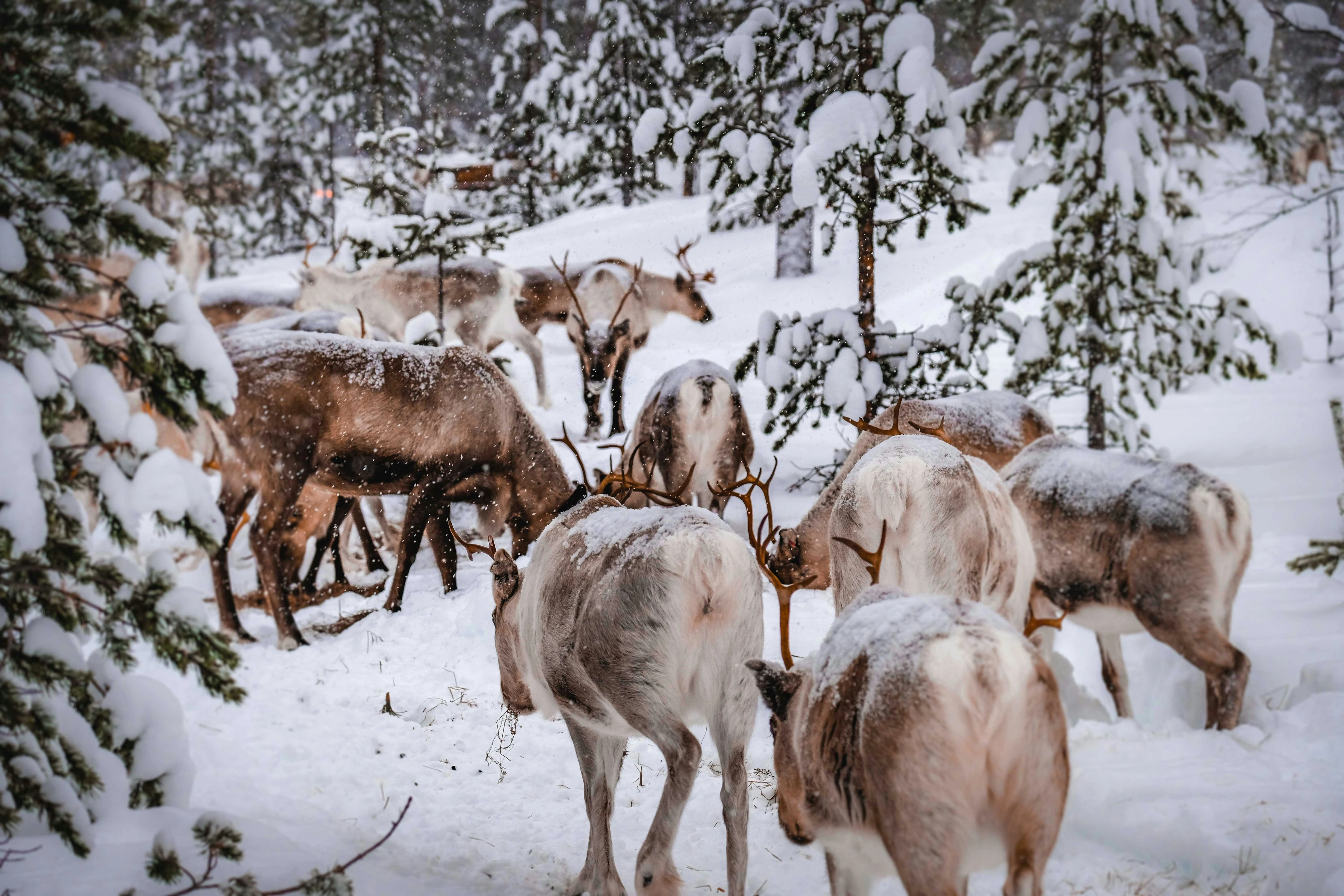 Reindeer Herd in the middle of a finnish forest near Rovaniemi