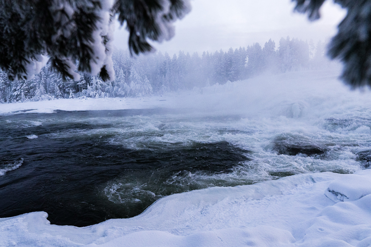 Rushing rapids at Storforsen Nature Reserve, Sweden, framed by snow covered pines. Photo: Christoph Nolte.