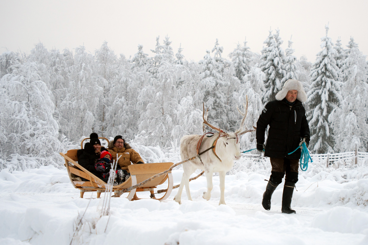Family on a wooden sleigh pulled by a white reindeer through a snowy forest in Lapland
