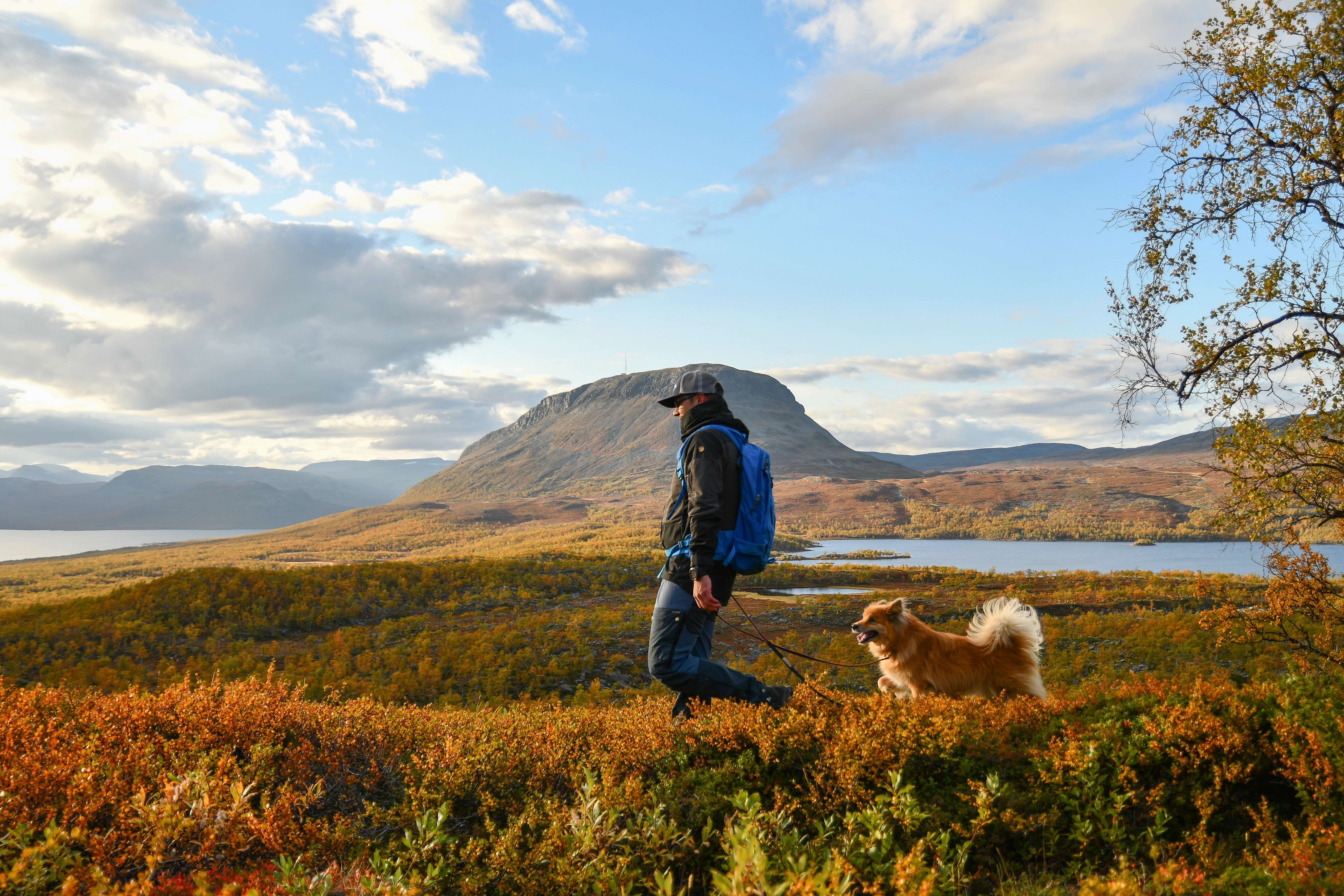 A man walking his dog in the beautiful finnish wilderness during autumn