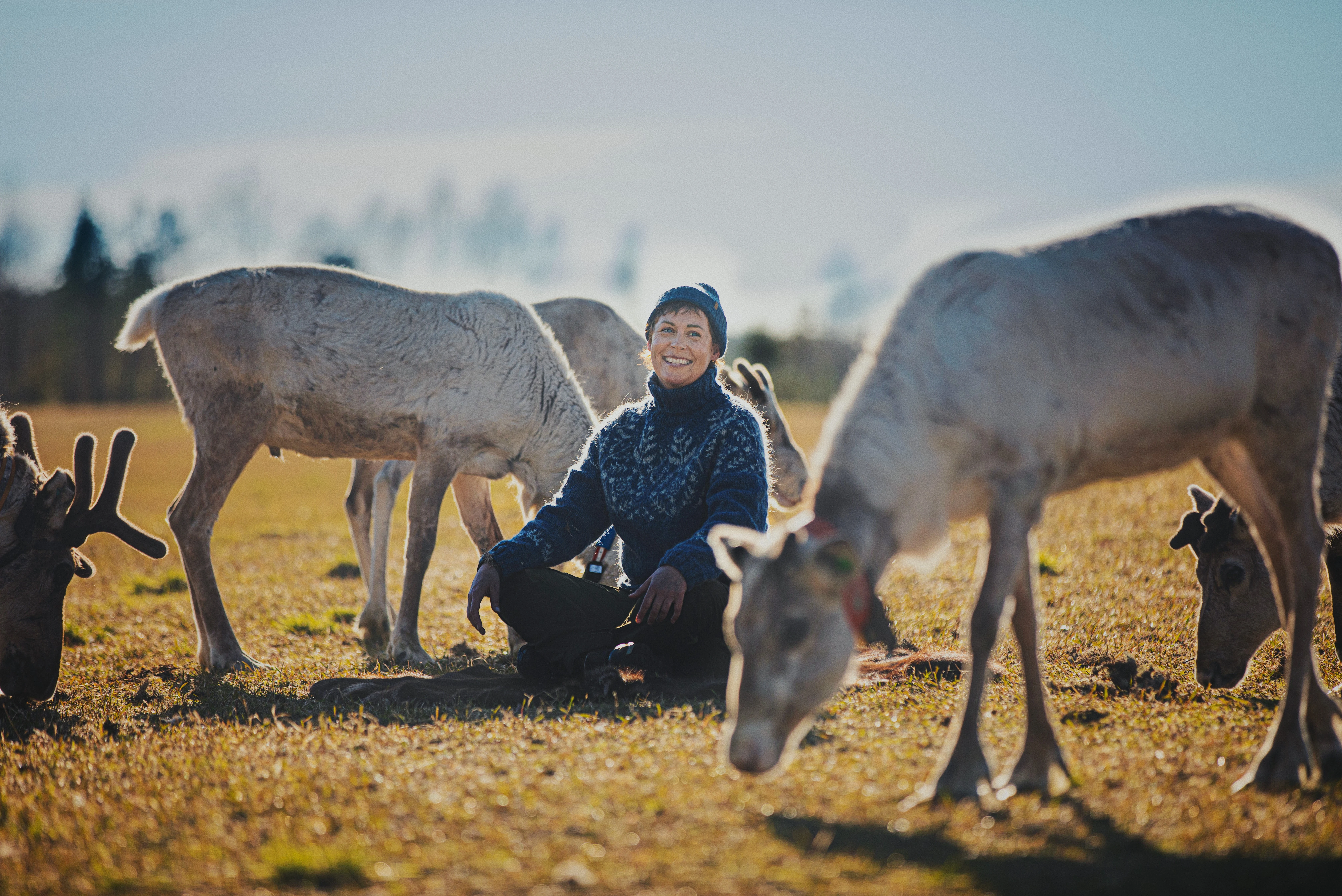Women seating with reindeer in the nature of Lapland during autumn