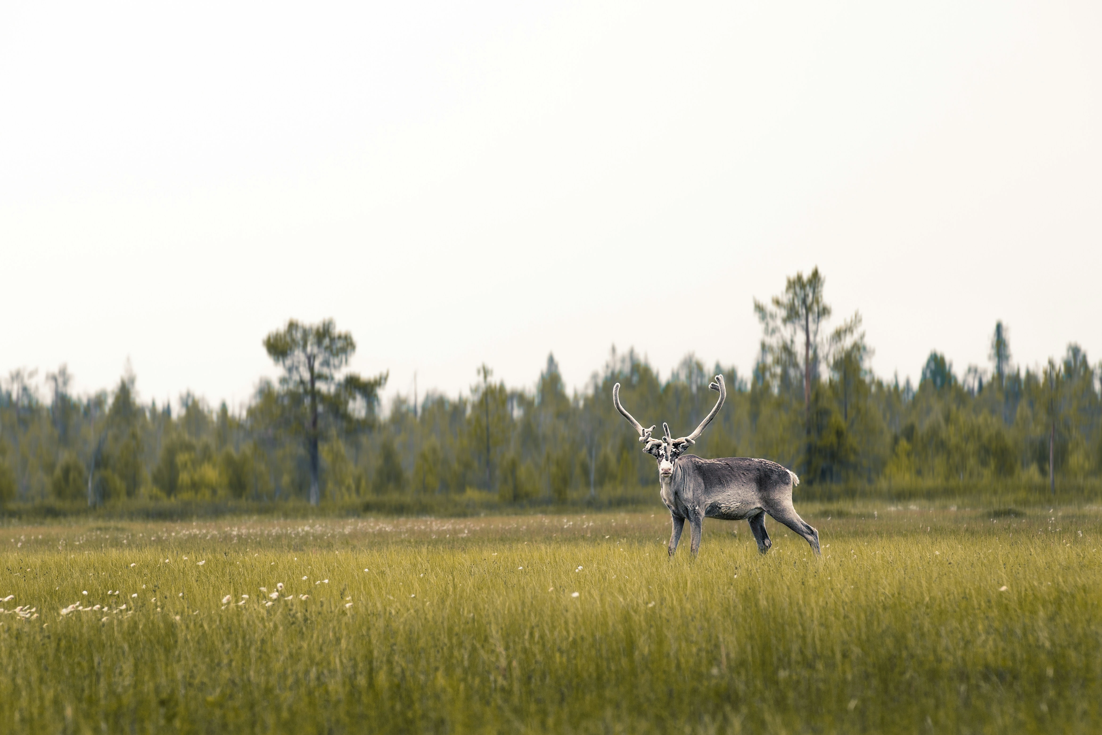Harvest Early Autunm Wildlife in Lapland
