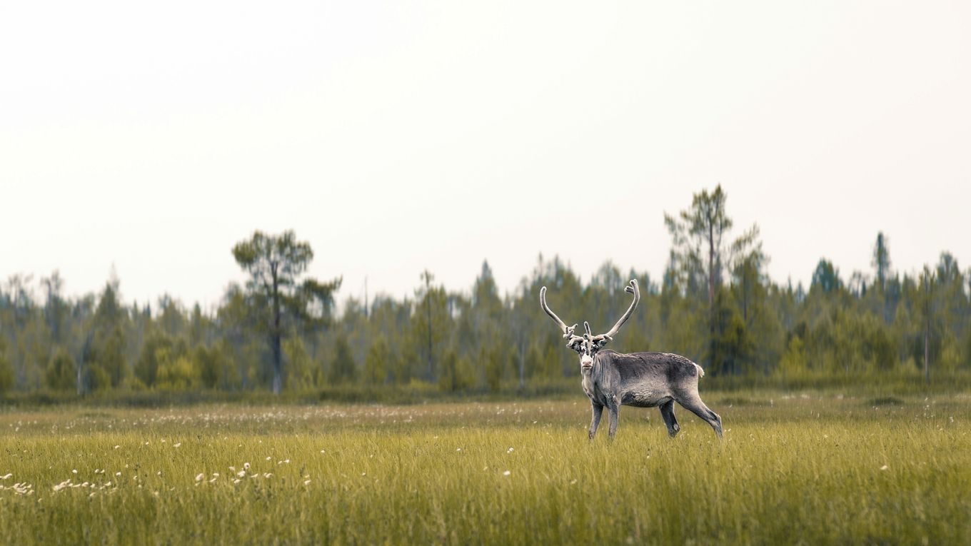 Harvest Early Autunm Wildlife in Lapland
