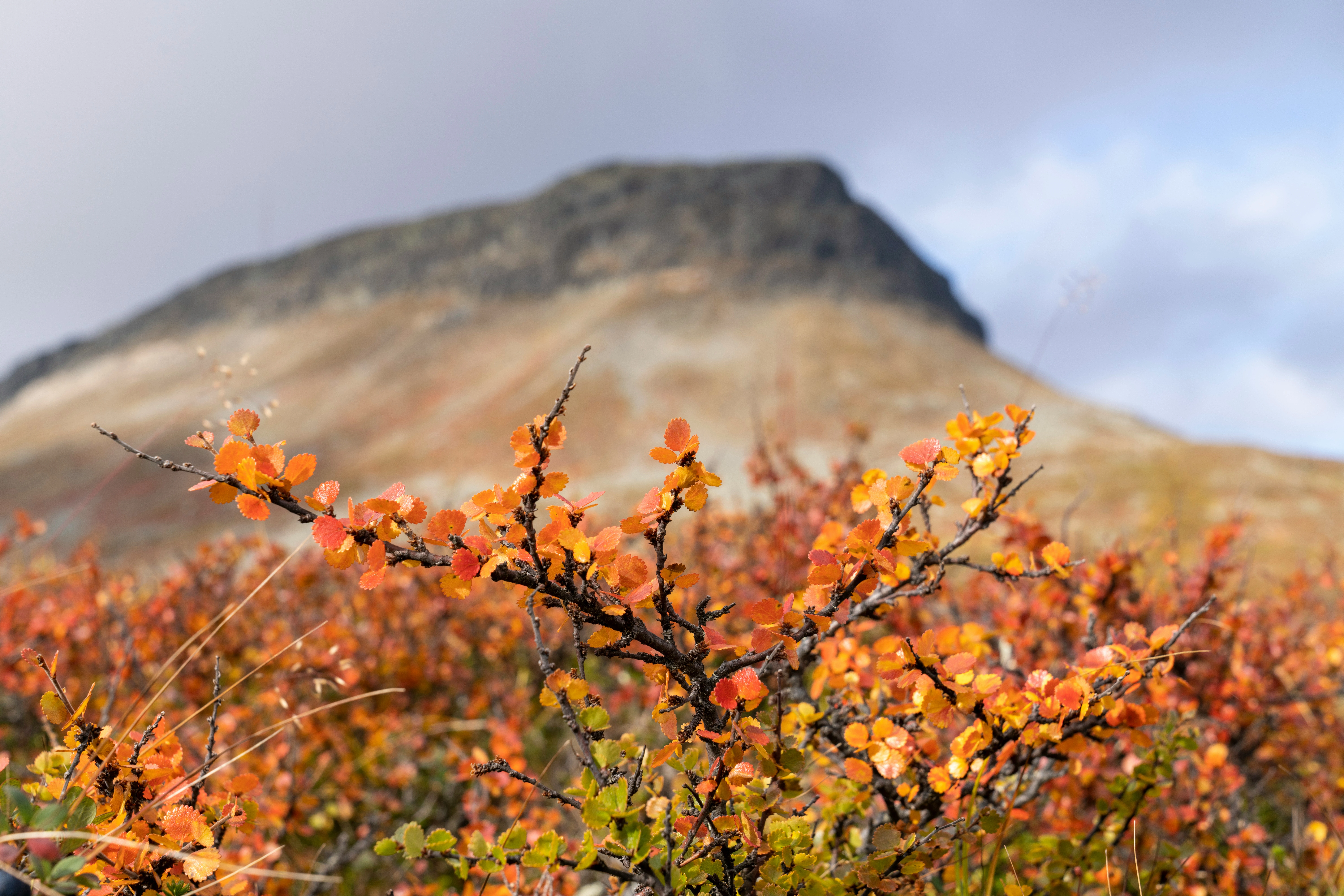 Ruska Autumn Beautiful Nature Colors in Lapland