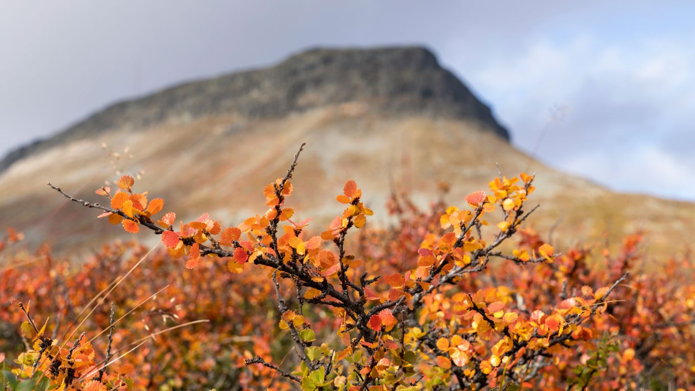 Ruska Autumn Beautiful Nature Colors in Lapland