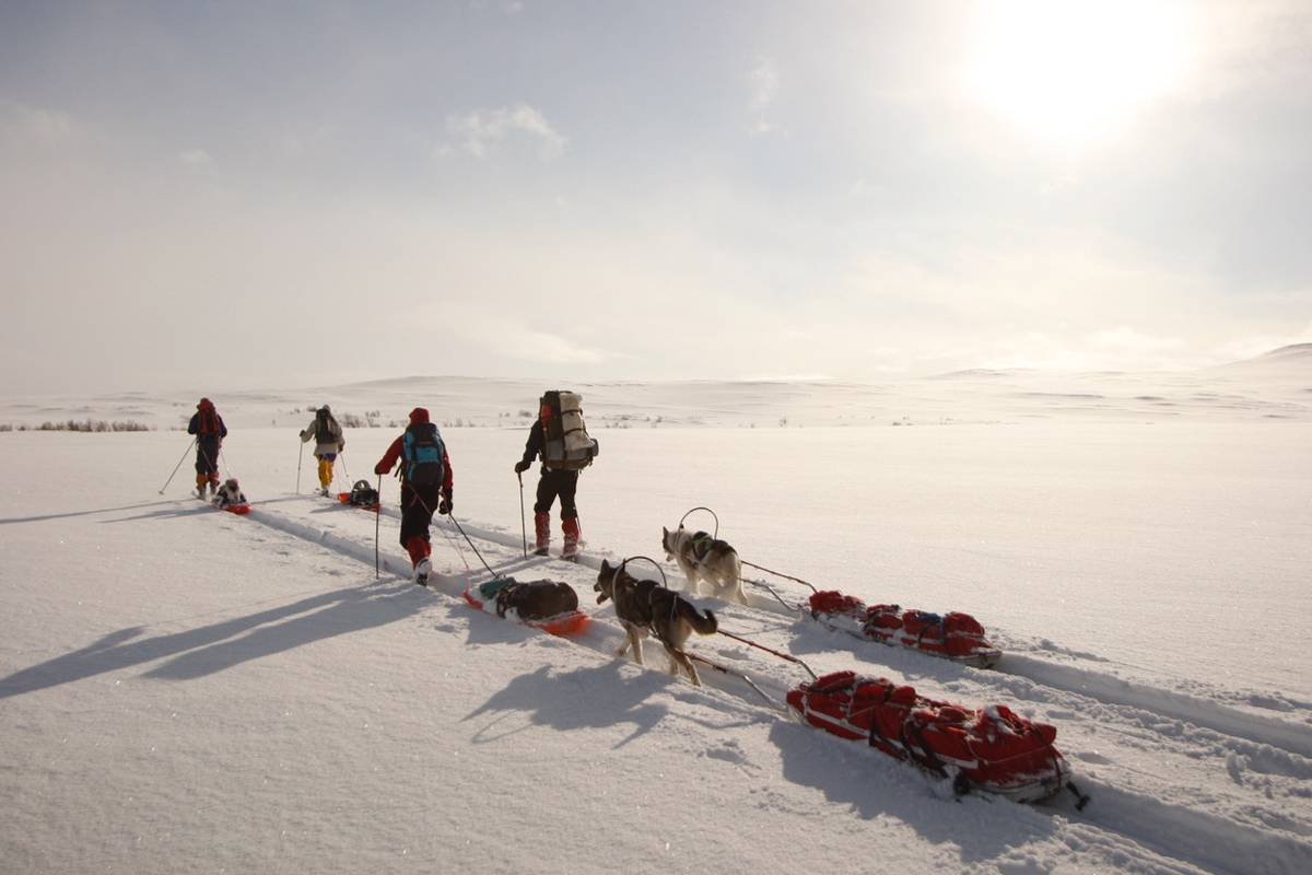 Skiers with a dog sled crossing a snowy plateau in Finnmarksvidda, near Alta.
