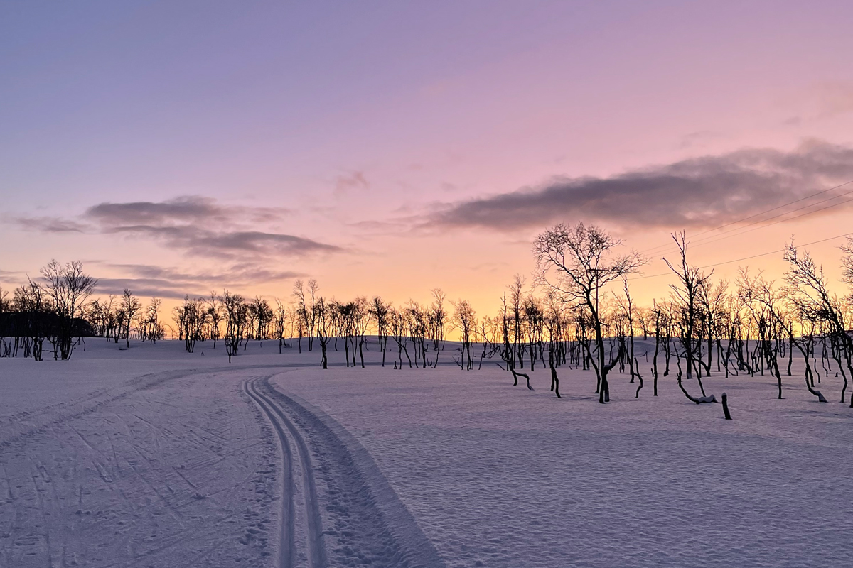 Cross-country ski tracks lead through a snowy birch forest at sunset near Alta.
