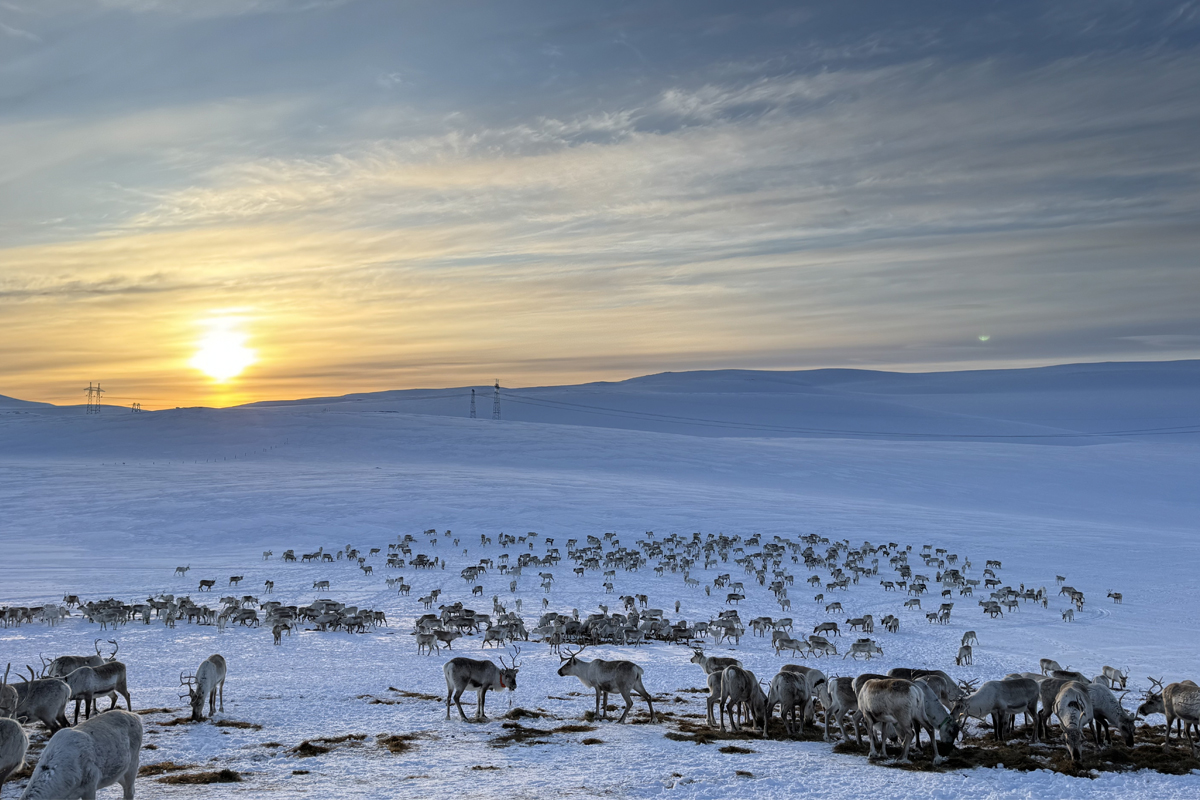 Reindeer herd grazing on snowy tundra at sunset near Alta, with pylons and hills in background.