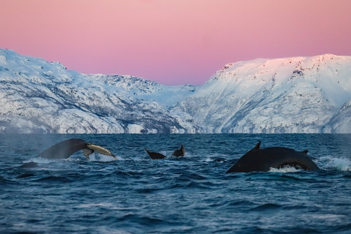 Humpback whales breaching in front of snow-capped mountains near Alta, Norway.