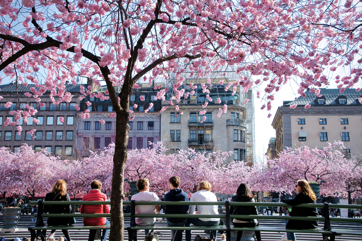 People sitting beneath cherry blossom trees in full bloom in central Stockholm in spring.