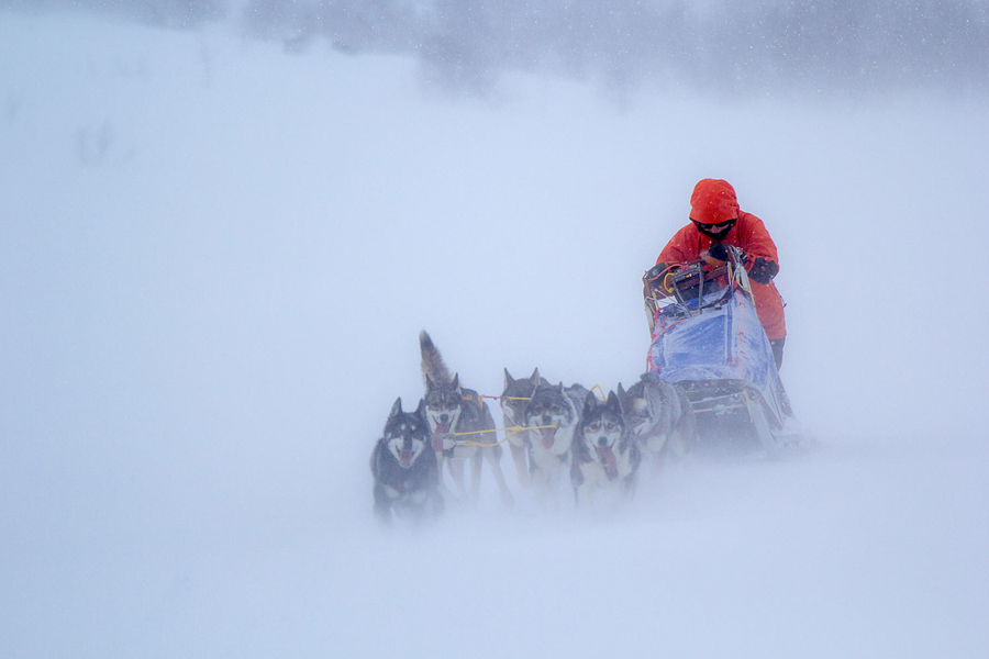 Musher in a red jacket driving a dog sled team through a blizzard, Jokkmokk, Swedish Lapland