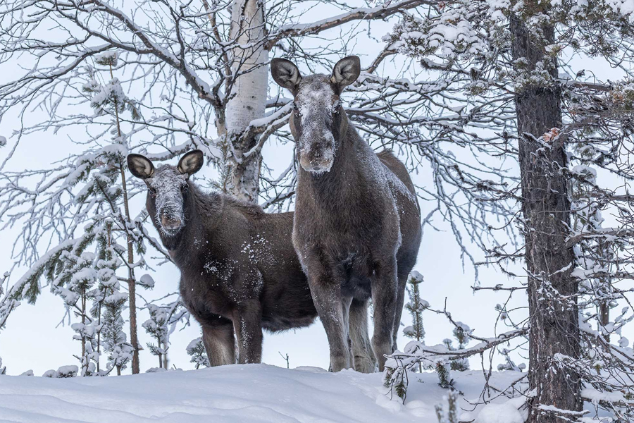 Two moose standing in a snowy forest looking toward the camera, Jokkmokk, Swedish Lapland. Photo: Sue Carvell