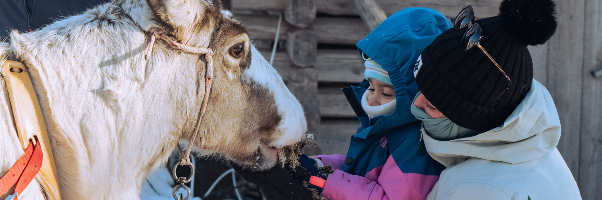 Parent and young child feeding a reindeer on a private family experience in Finnish Lapland