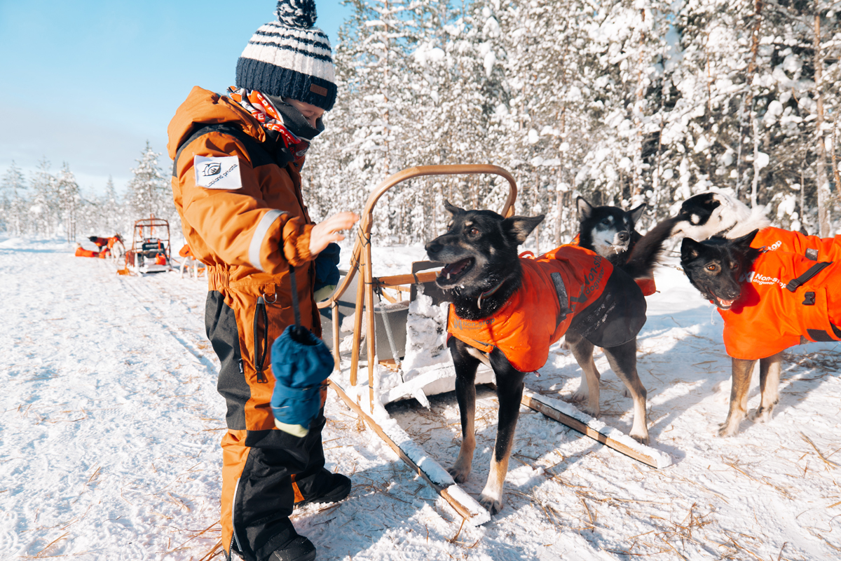 Young child meeting sled dogs before a private husky safari in Finnish Lapland.