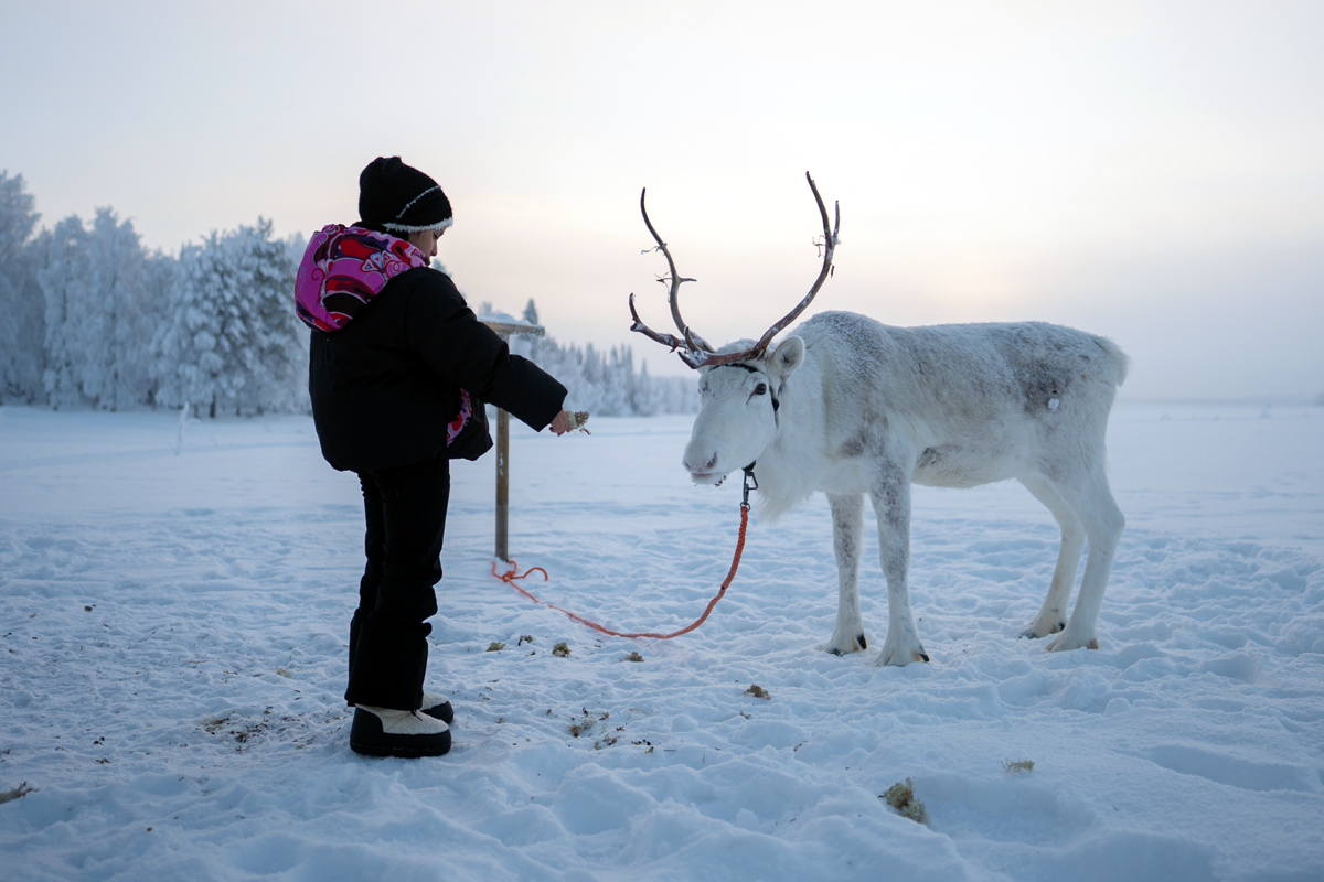Child feeding a reindeer during a private family visit to a Lapland farm.