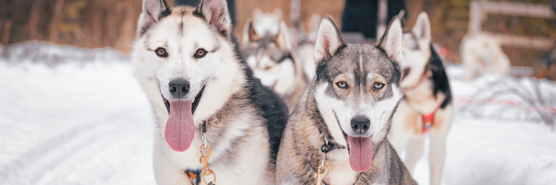 Close-up of two harnessed sled dogs facing the camera before a husky sledding trip in Rovaniemi, Lapland.