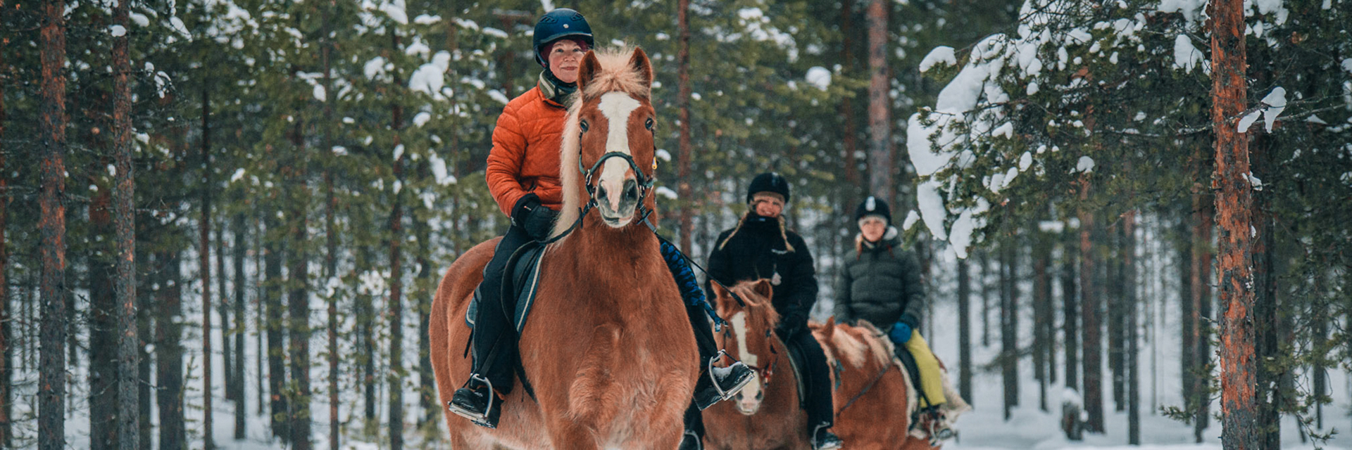 Three riders on Finnish horses riding through a snow-covered pine forest in winter, Ivalo, Finnish Lapland