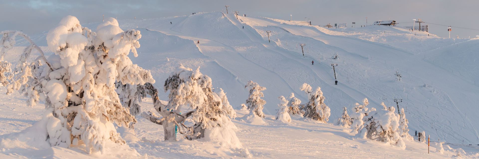 Snow-covered ski slopes and frost-laden trees on Levi fell with ski lifts and skiers in warm winter light, Levi, Finnish Lapland