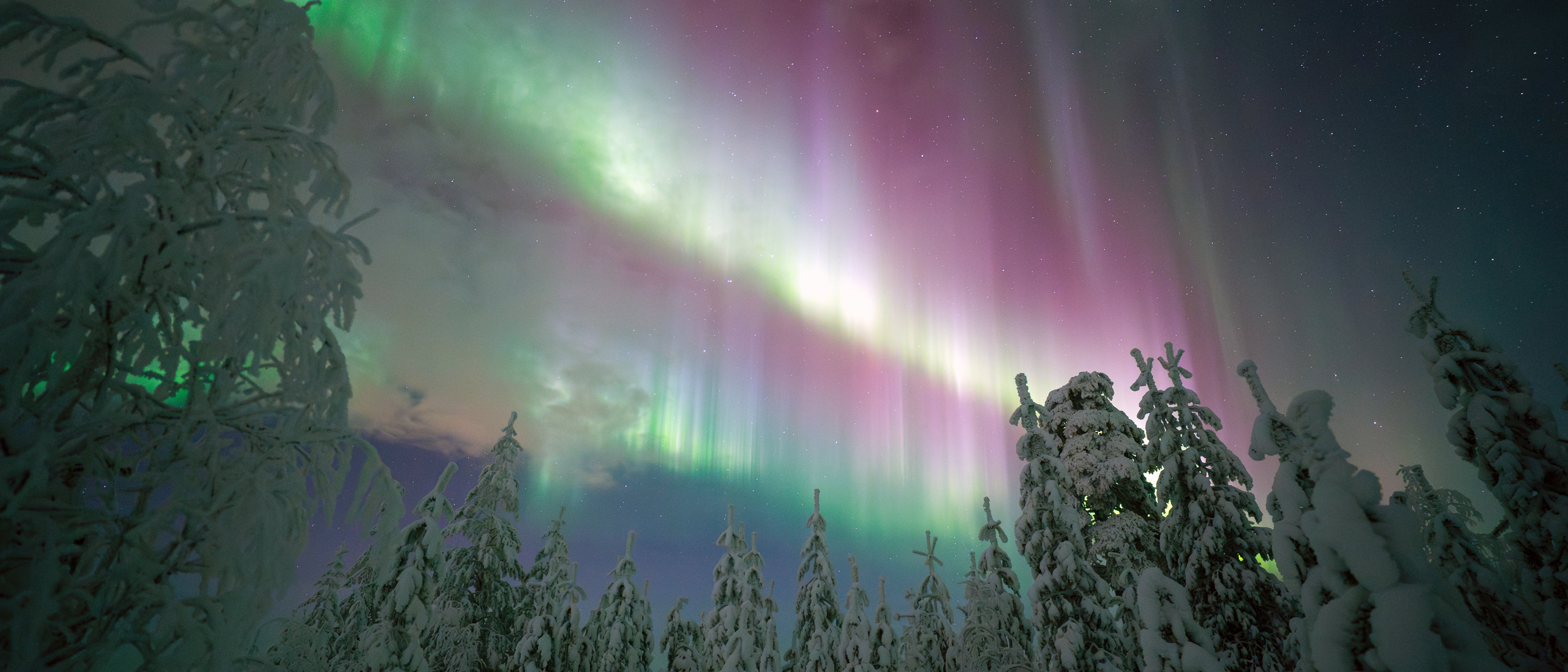 Purple and Green Northern Lights above a Lapland Forest
