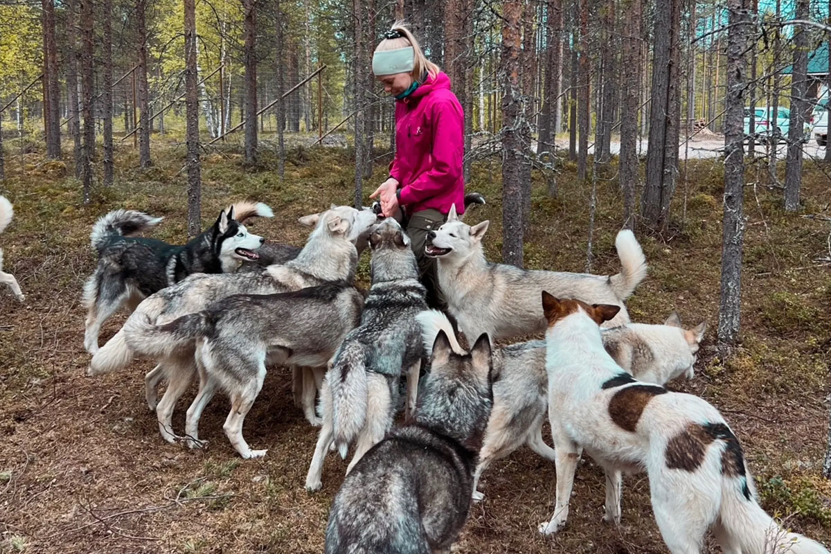 Une femme nourrit une meute de chiens de traîneau dans une forêt de pins lors d'une visite estivale d'une ferme de huskies en Laponie finlandaise.