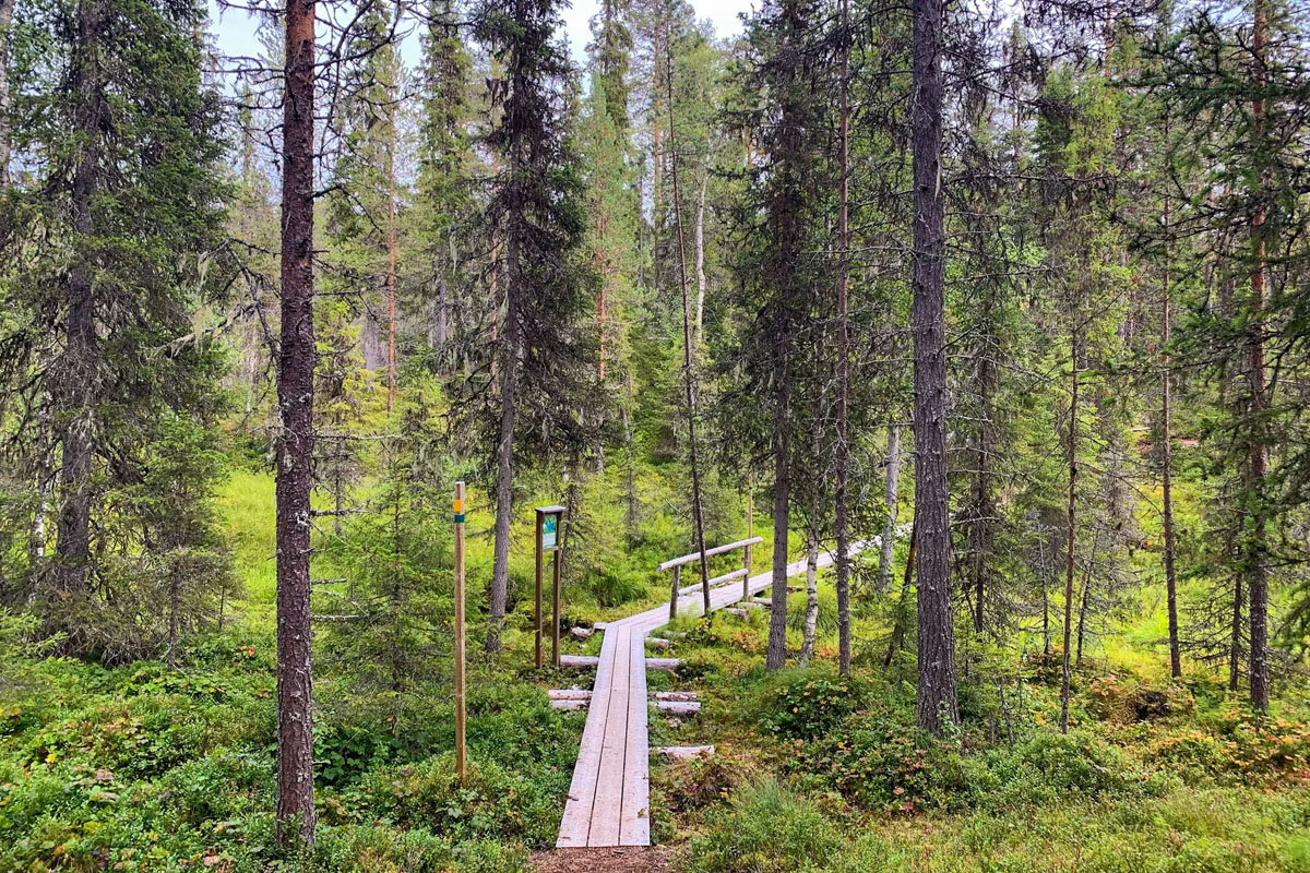 Un sentier en planches de bois serpente à travers une dense forêt de pins verdoyante dans la réserve naturelle de Korouoma, en Laponie finlandaise.